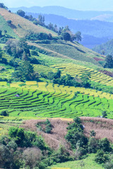 Terraced rice field at Ban Pa Bong Piang, Chiang Mai in Thailand.