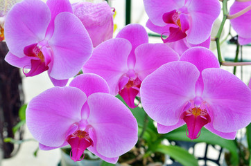 Orchid flower..