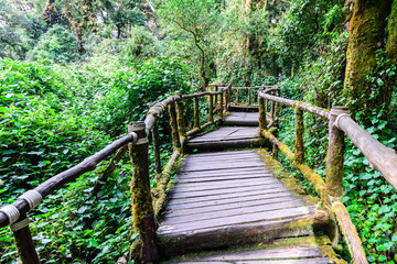 Fototapeta premium Wooden footpath nature trail at Doi Inthanon National Park in Chiang Mai, Thailand.