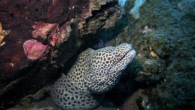 Giant black spotted moray eel underwater amongst coral reef in Tulamben, east Bali 