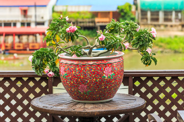 Colorful pot and pink Impala Lily or desert rose on wooden table