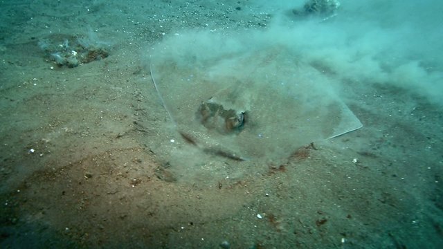 Bluespotted stingray searching for food in sand on ocean floor in Tulamben, east Bali 