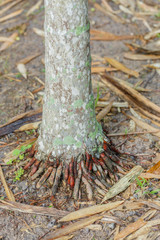 Stems and roots of betel palm