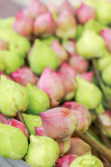Group of Lotus for worship