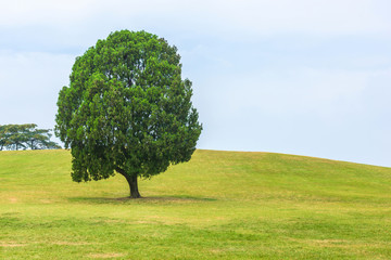 Fototapeta na wymiar Single tree on hill in korea.