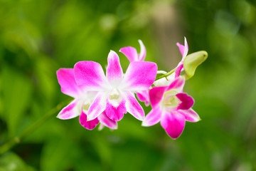 Fototapeta premium Pink cultivated orchid on green nature background