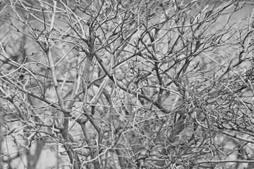 pattern black and white  twigs dry in nature