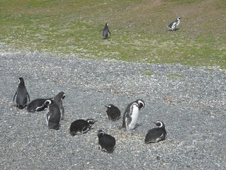 Magellanic penguins in the Beagle channel.