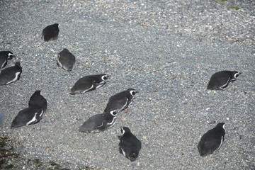 Magellanic penguins in the Beagle channel.