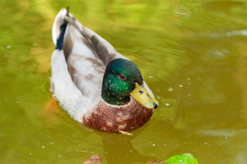 male mallard in pond