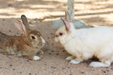 Funny rabbit in park