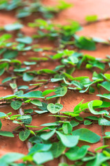 Climbing Ficus pumila and green plant on red wall