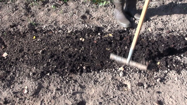 Man gardener wearing rubber boots mixing soil with peat with a metal rake for improving it on sunny spring day