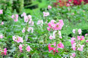 Obraz premium Beautiful hollyhock flowers in garden.