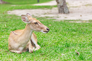 Naklejka na ściany i meble Antelope lying on the grass