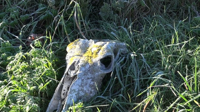 Old damaged horse skull with yellow lichen in frosted meadow in the sunny morning