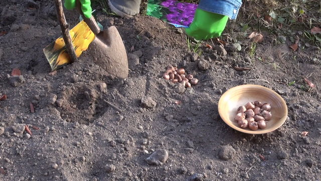 Man gardener wearing blue shirt and green rubber gloves planting violet and yellow crocus bulbs with a trowel in the clay soil