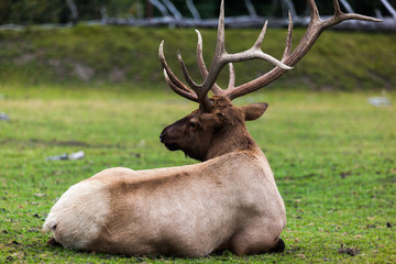 Caribou in Alaska