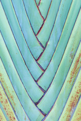 Ravenala madagascariensis Palm use for background