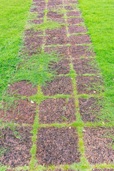 Stone pathway on grass