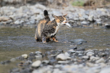 三毛猫の子が河原で魚を捕らえる瞬間