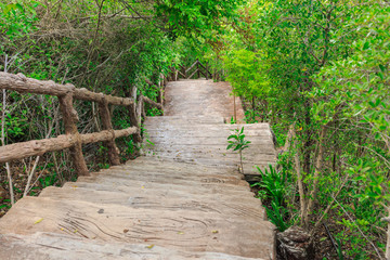 Cement walkway in forest