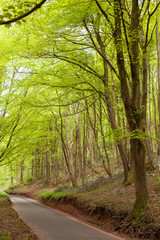 Obraz premium Forest near Cardiff Wales