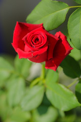 Red rose close up