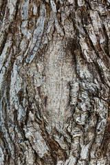 Tree bark texture