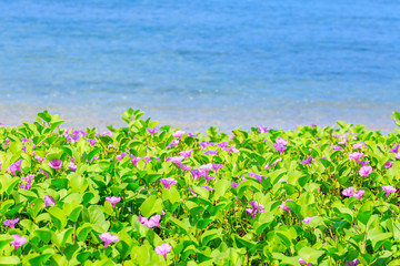 Purple flower of convolvulaceae plant on sea beach