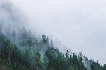 mountain forests covering by fog.