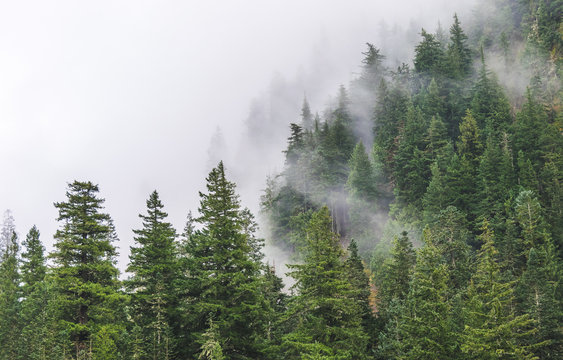 Fototapeta mountain forests covering by fog.