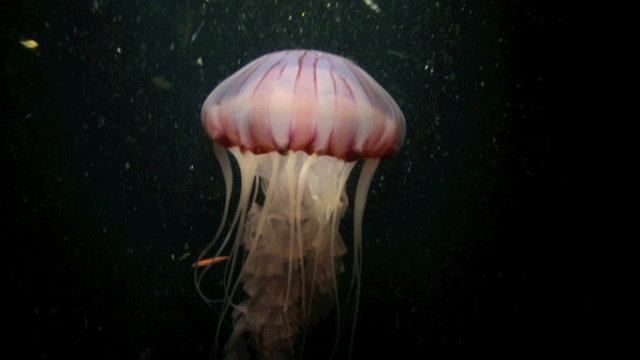 Purple jellyfish swimming underwater at night