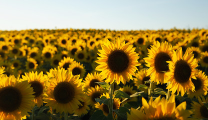 Free Sunflower Images Download Sunflower Backgrounds Pikwizard