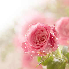 Beautiful pink rose with water drops 