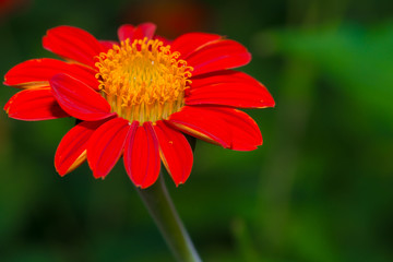 red zinnia