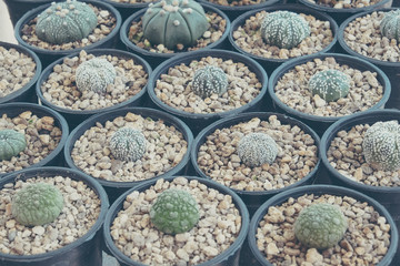 cactus with filter effect retro vintage style
