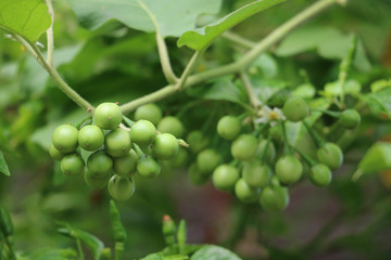 turkey berry in garden 