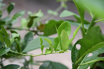 kaffir lime leaf on tree in garden 