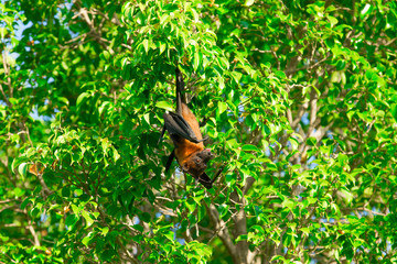 Bat