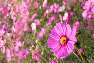 cosmos flower and bee