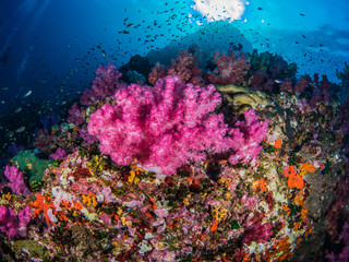Fototapeta na wymiar Coral colorful
