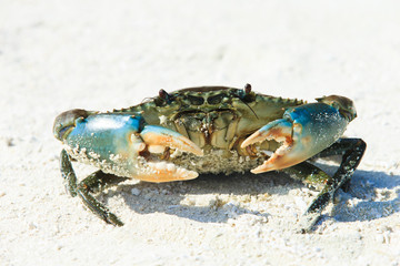 crab on beach