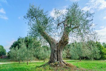 old olive tree