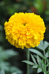  marigold flower