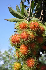 rambutan