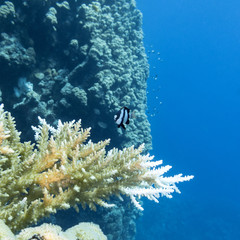 Naklejka na ściany i meble coral reef with hard corals in tropical sea, underwater