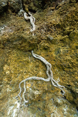 Roots of the trees in rock