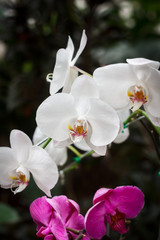 White orchid flower on blur background,shallow Depth of Field,Focus on flower.