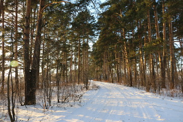 Накатанная снежная дорога в зимнем сосновом лесу в солнечный день
